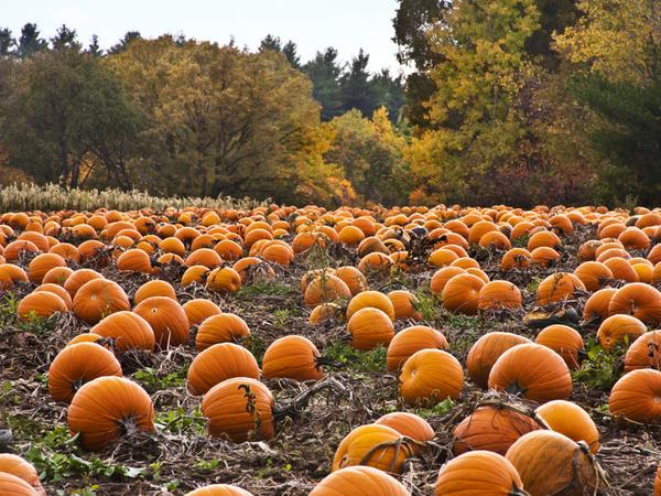 Fall Festivals in Colorado are upon us!,TheColoradoBroker